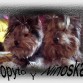 COPITO Y SU MAMITA NINOSKA. A CUAL MAS BELLO